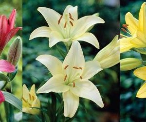 Lilium LA hybrids the best of all worlds